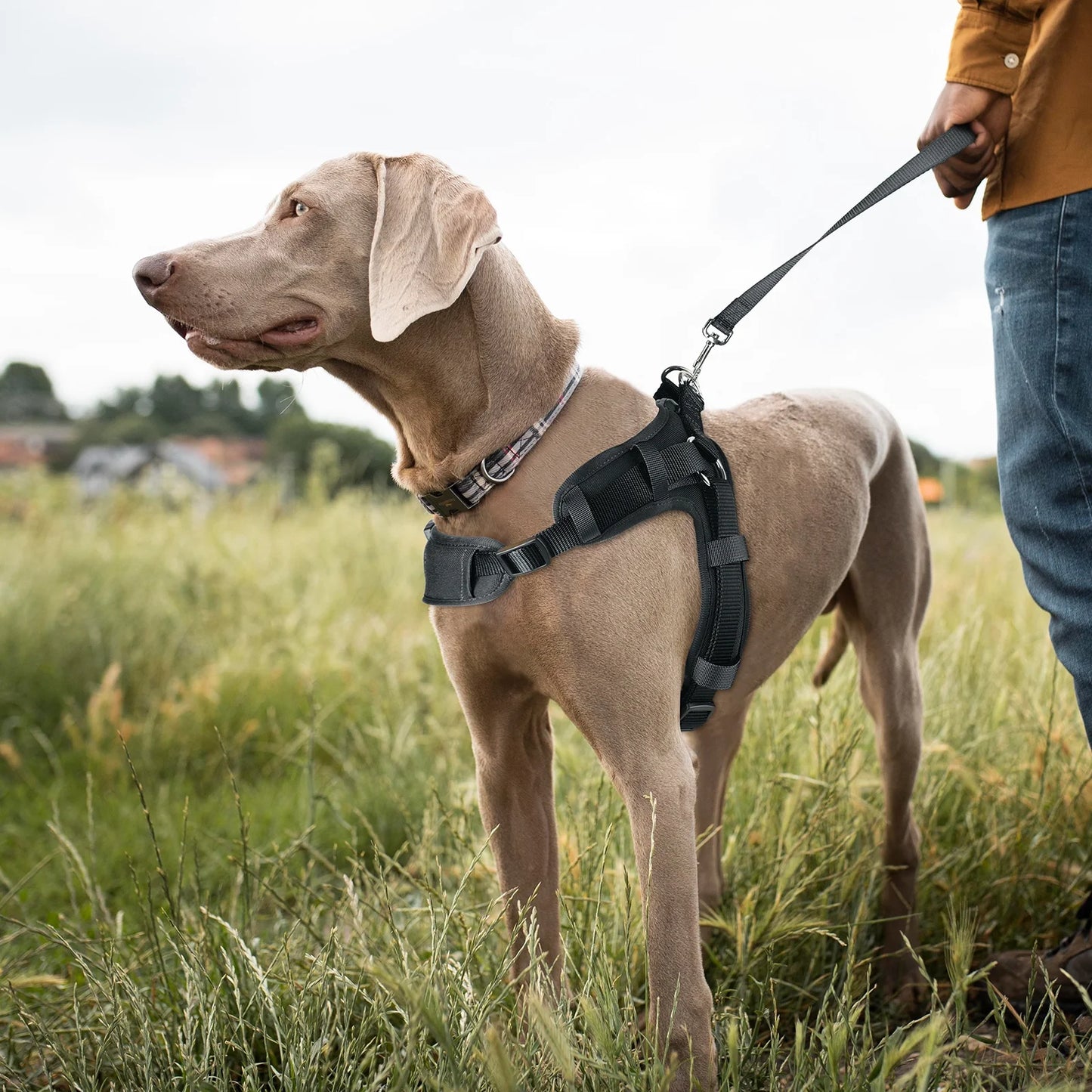 No Pull Dog Harness, Easy Walk Dog Harness,Mesh Breathable Padded Dog Vest Harness Step-In No Choke Adjustable Dog Harness for Small Medium Large Dogs - Black S